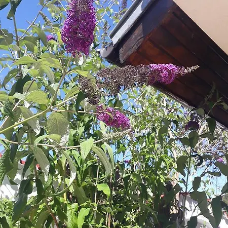 Vendégház Siana House