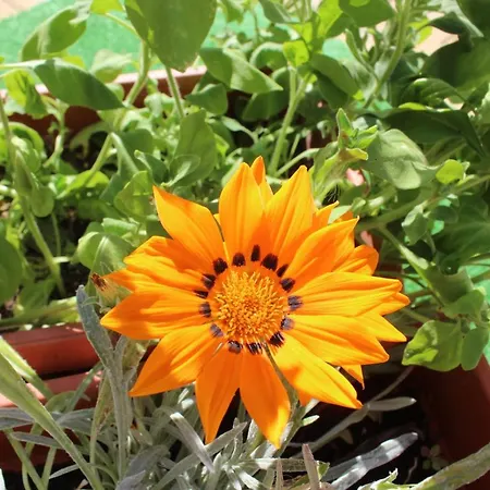 Vendégház Siana House