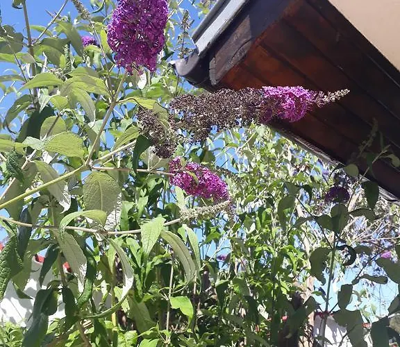 Pensjonat Siana House