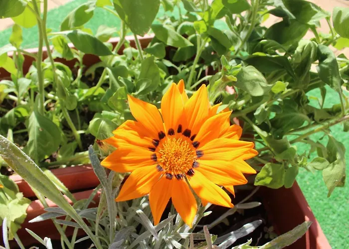 Pensjonat Siana House